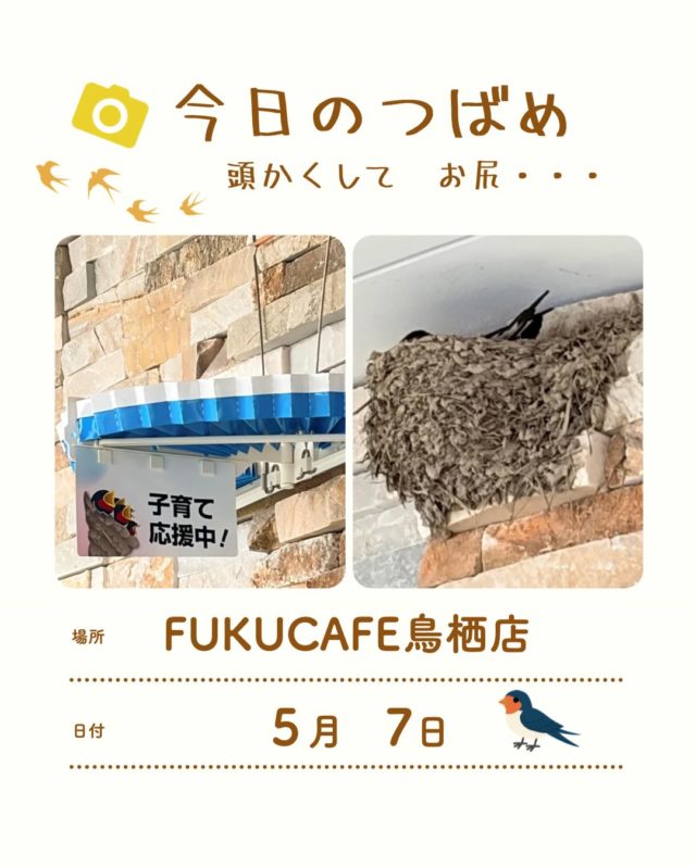 毎度ご利用頂き誠に有難う御座います。
米屋が営むおむすび食べ比べのレストラン
FUKUCAFE鳥栖店です！ 

今年もFUKUCAFE鳥栖店にツバメさんがやって来ました！

🐦 ツバメはなぜ「幸運の鳥」なのか
日本では昔から「ツバメが巣を作る家は縁起が良い」「幸せになれる」という言い伝えがあります。ツバメは人の近くで巣を作り、害虫を食べてくれるので「人を助けてくれる、平和な家を選ぶ鳥」と考えられてきたためです。

また、ツバメの巣は無病息災や子宝、豊作や商売繁盛などの象徴ともされ、「ツバメが来る家は栄える」と全国各地で伝えられています。

🌏 世界でもラッキーモチーフ
ヨーロッパなど海外でも、ツバメは「幸運」「旅の安全」「復活と再生」を表す鳥として大切にされてきました。渡り鳥として毎年戻ってくる姿から、「無事に帰ってくる」「新しい始まり」の象徴とされているためです。

お店の軒先で　今　一生懸命に巣作りしてます
皆さん　そっと見守ってくださいね

FUKUCAFEでは全国各地のお米20種の中から
毎日4種をチョイスして
おにぎりで食べ比べを楽しんでいただけます。
おむすびやお漬物のおかわり無料‼️ですょ
是非　お越し下さい♪

#fuku_cafeでのお店の投稿お待ちしてます。
#おむすび
#福岡グルメ
#お米
#食べ比べ

住所：佐賀県鳥栖市江島町3066
電話：0942-81-1444
定休日：金曜日
営業時間：平日11:30～15:30 （LO.14:30）
※土、日、祝日のみ11時open

江島町 3066, Tosu, Saga
@ fukfukumai.pro
@ fuku_cafe